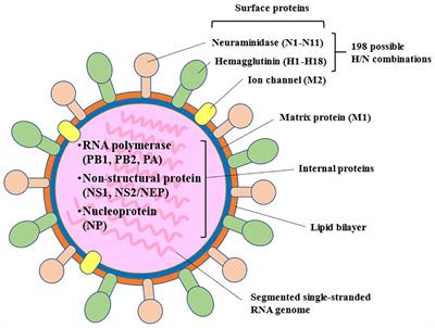 Contribution of immunoglobulin products in influencing seasonal influenza infection and severity in antibody immune deficiency patients receiving immunoglobulin replacement therapy